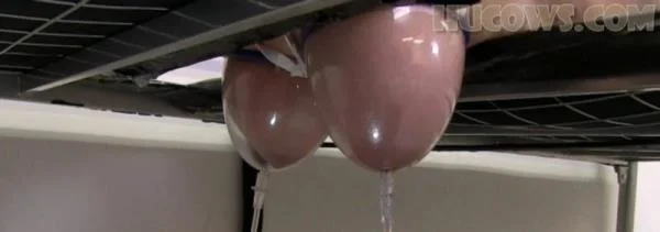 Vina udder expansion - BDSM Porno [FullHD 1080p]