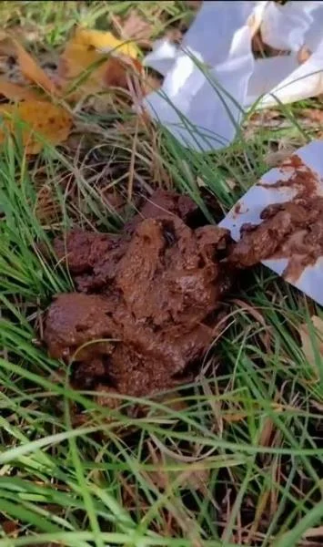 I eat someone elses shit in the woods - Stuhlgang Porno [SD] Scatbook